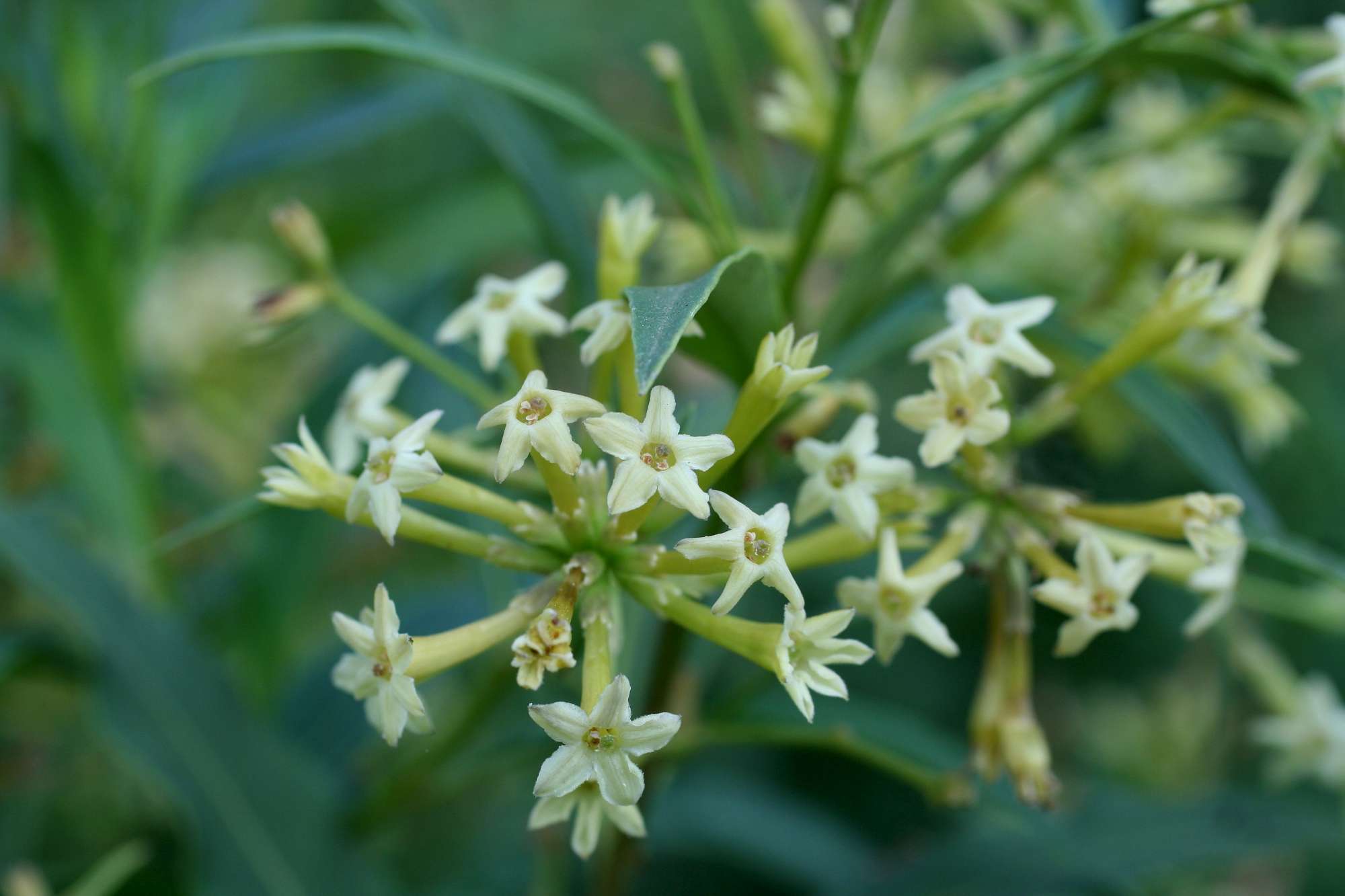 Cestrum parqui / Cestro